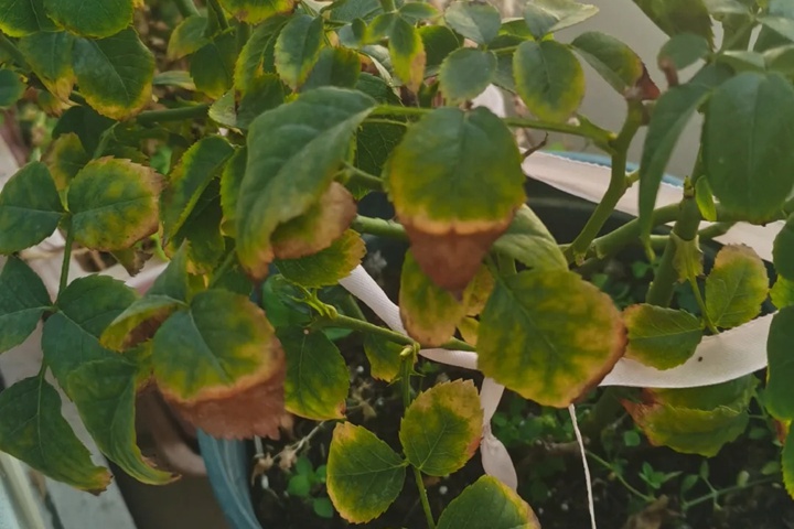 果汁陽臺月季葉子發(fā)黃怎么辦