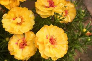 太陽花種子多久發(fā)芽多久開花？