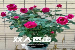 雙人芭蕾月季適合陽臺(tái)嗎