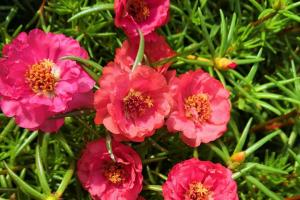 太陽花播種后一般幾天發(fā)芽？