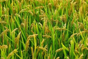 常年有水的田適合種植什么？
