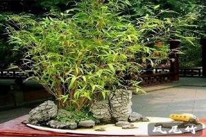 四川有哪些竹子品種？