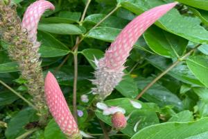 貓尾草如何養(yǎng)護(hù)才能開(kāi)花更好？