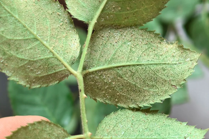 月季花防治紅蜘蛛用什么藥最有效？