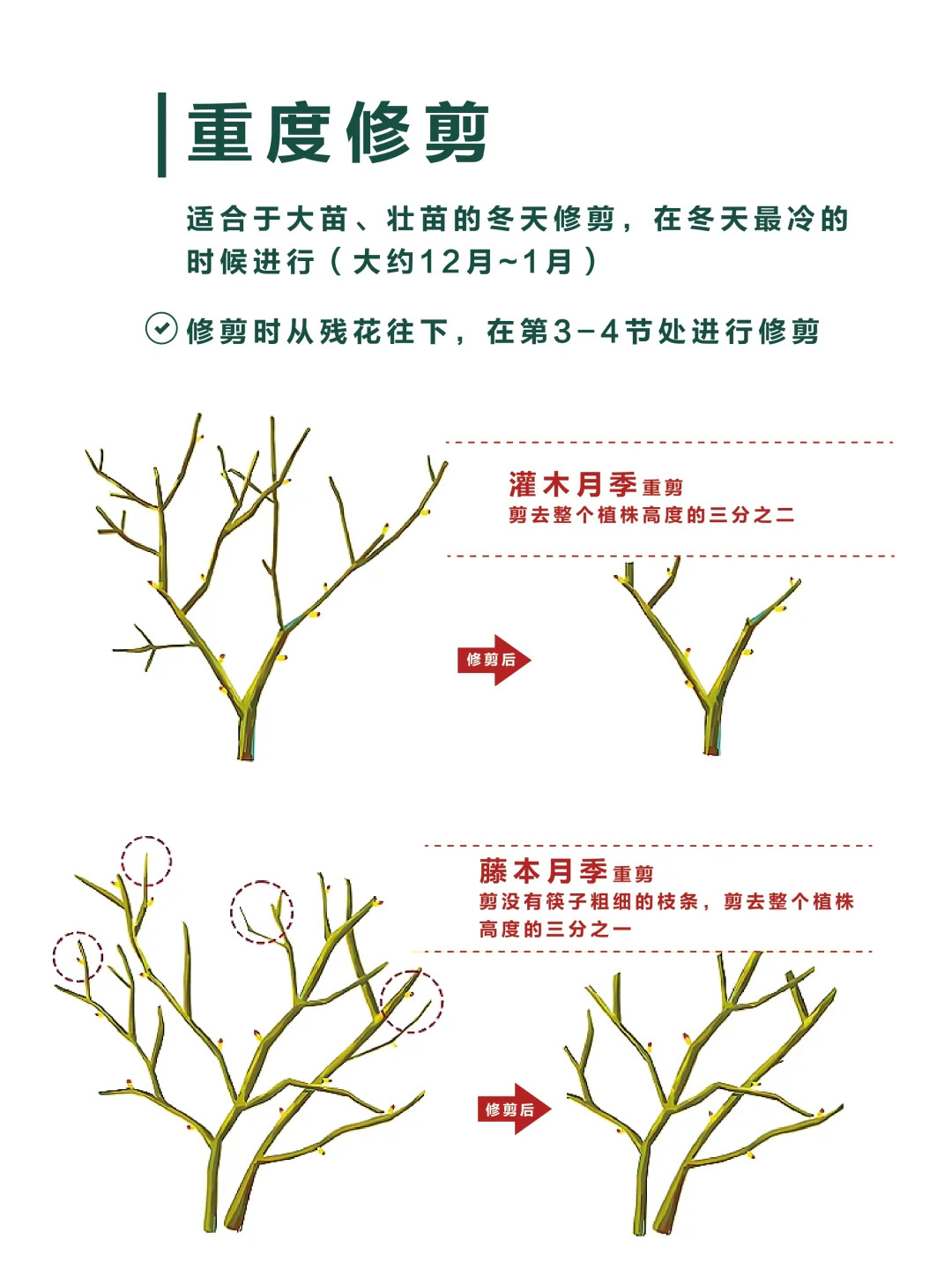 月季修剪的一些實(shí)用技巧