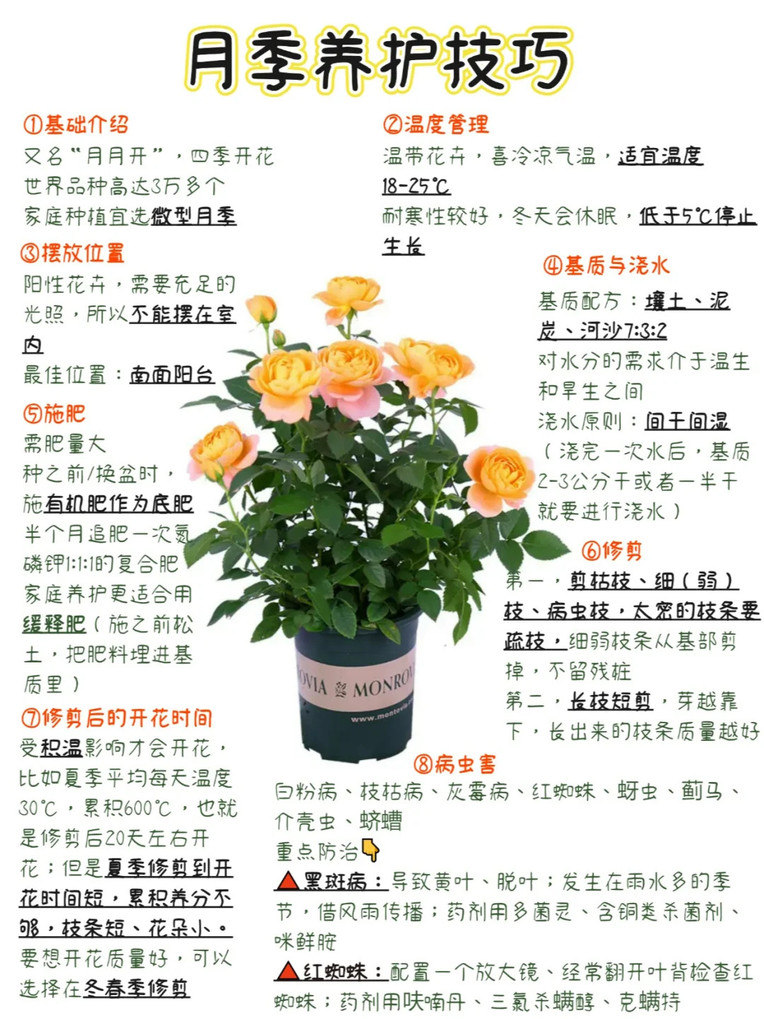 月季多開花的養(yǎng)護(hù)要點(diǎn)