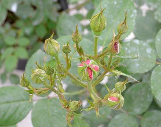 月季花苞需要疏蕾嗎？
