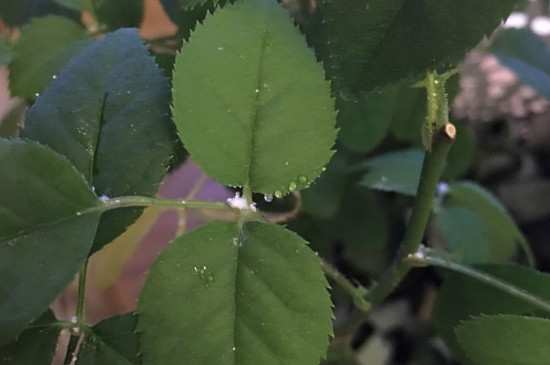 月季葉子白霉是什么病，如何防治