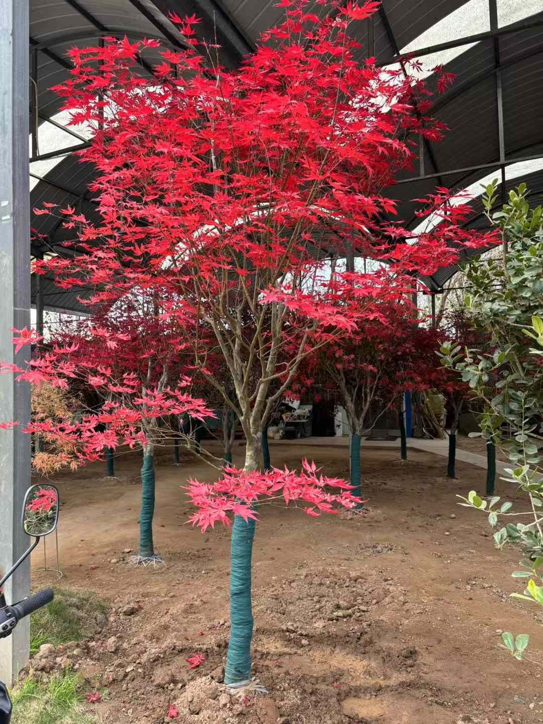 紅楓北方可以種植嗎？
