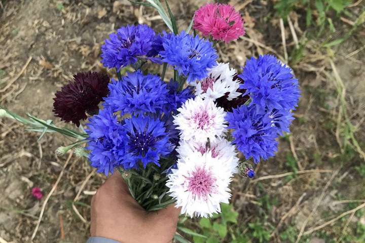 新疆常見(jiàn)的花都有哪些