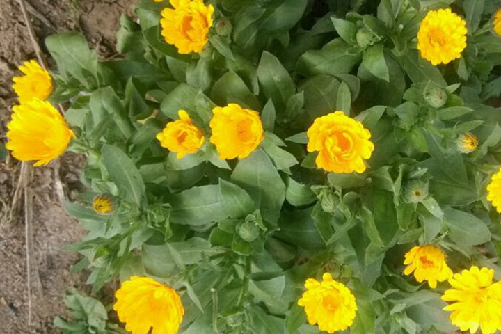 新疆常見(jiàn)的花都有哪些