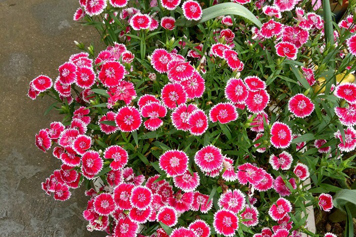 新疆常見(jiàn)的花都有哪些