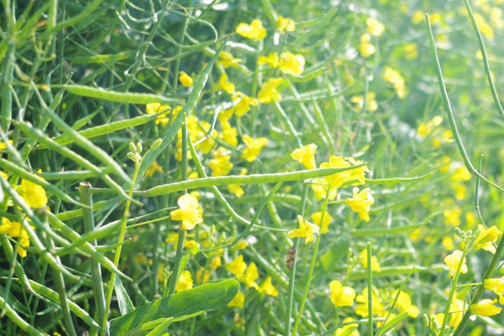 新疆常見(jiàn)的花都有哪些