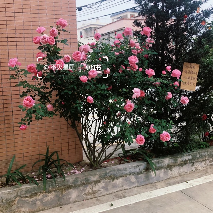 凱麗月季的植株能長(zhǎng)多高