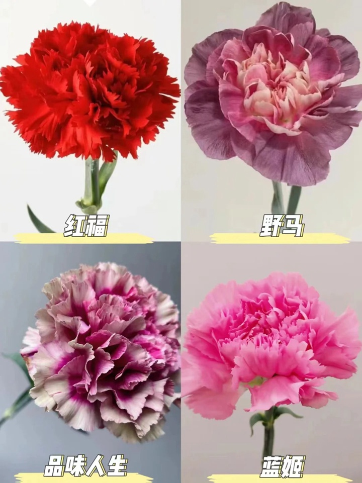 1733973068127380.jpg 康乃馨品種大全(多圖詳解)