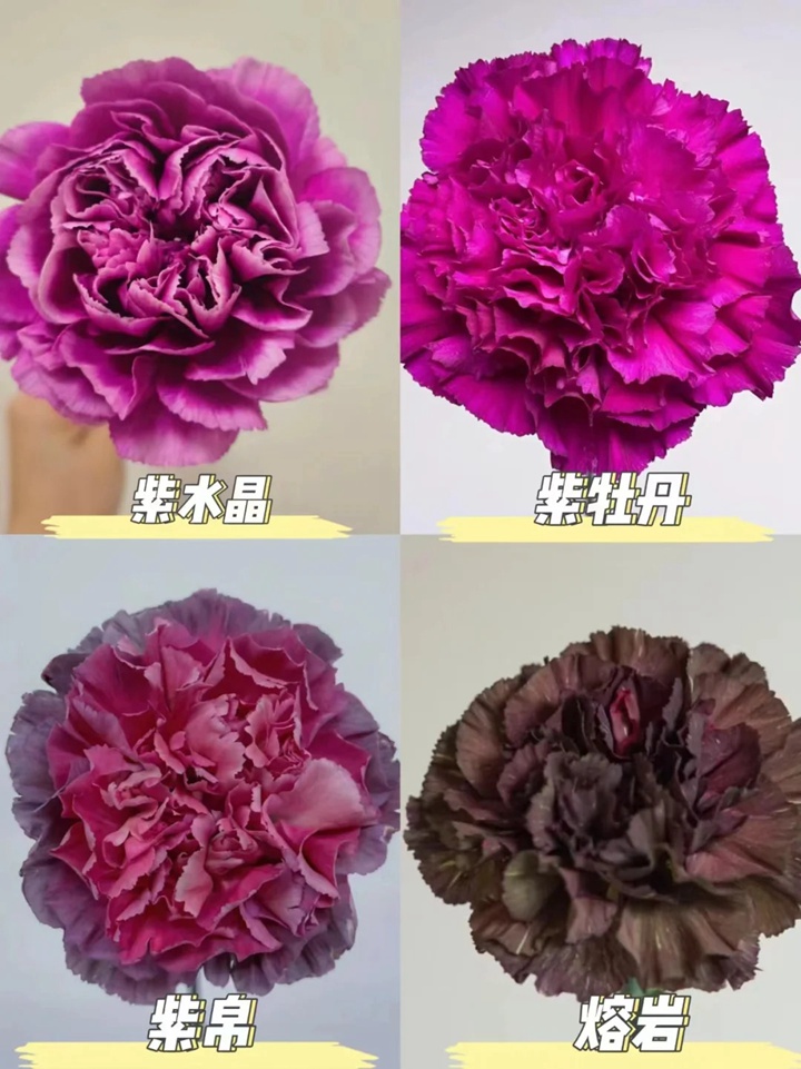 1733973068253799.jpg 康乃馨品種大全(多圖詳解)