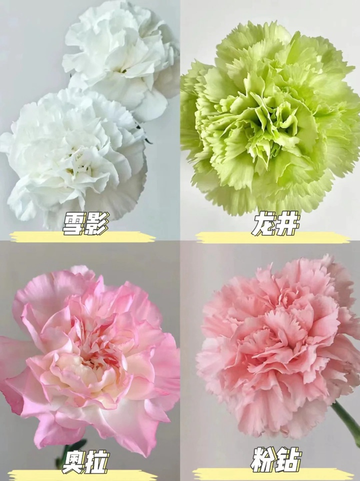 1733973069438230.jpg 康乃馨品種大全(多圖詳解)