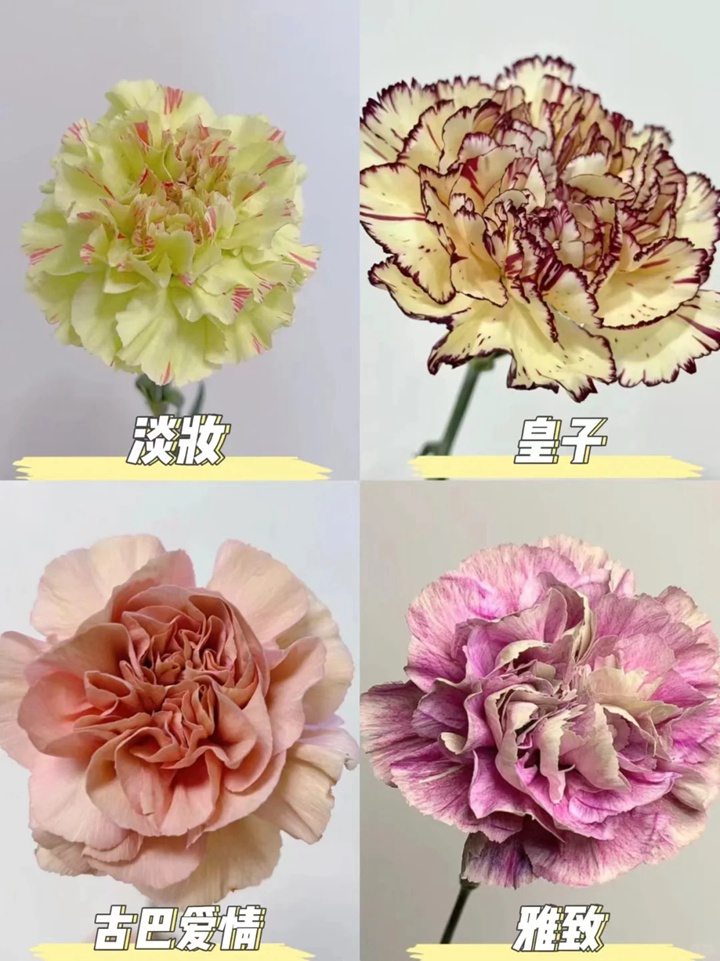 1733973069563542.jpg 康乃馨品種大全(多圖詳解)