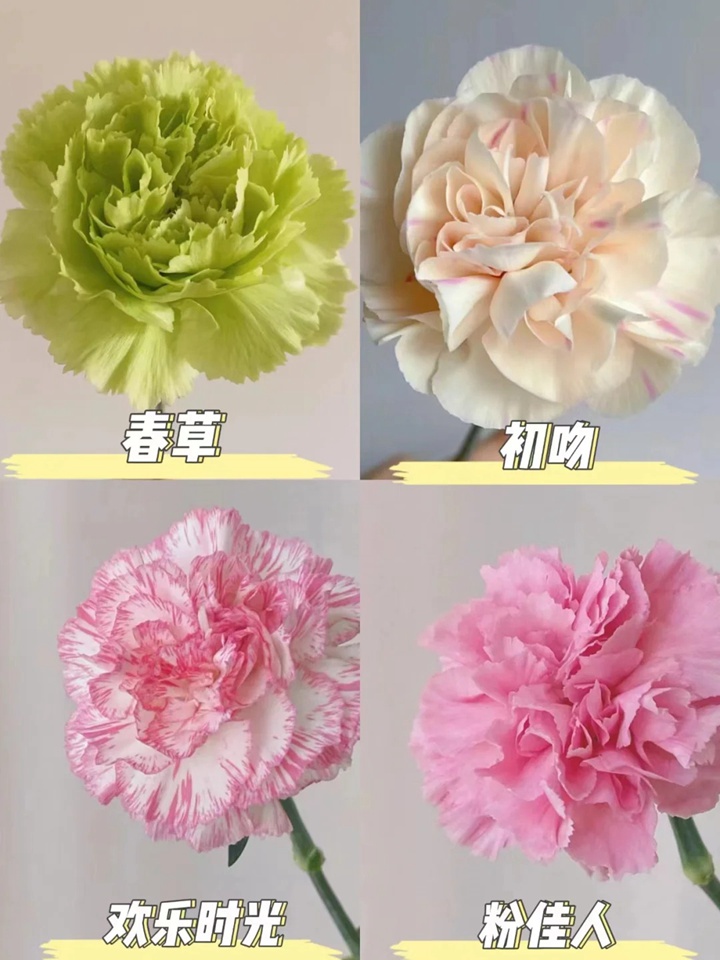 1733973069956344.jpg 康乃馨品種大全(多圖詳解)