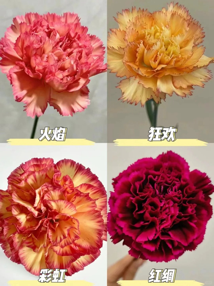 1733973069998190.jpg 康乃馨品種大全(多圖詳解)