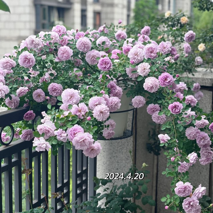 藍色陰雨盆栽好還地栽好看
