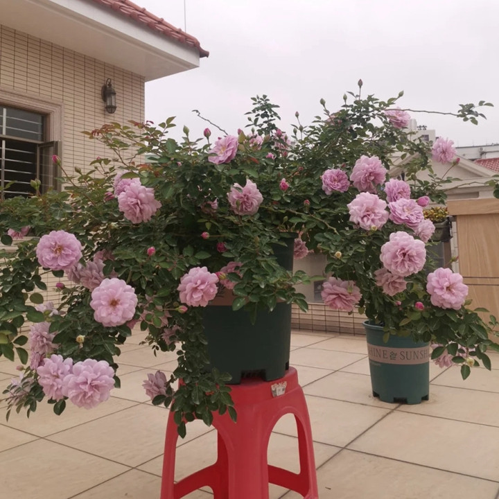 藍(lán)色陰雨在廣東怎樣才能開(kāi)花