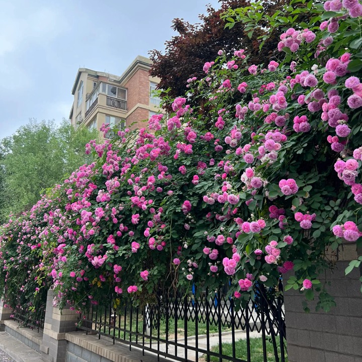 薔薇可以在冬天種植嗎？