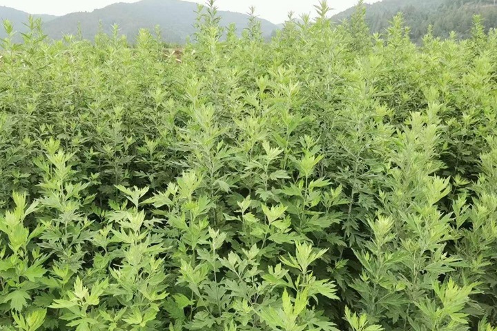 冬天可以種植艾草嗎？