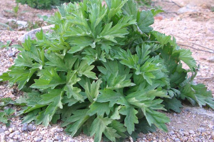冬天可以種植艾草嗎？