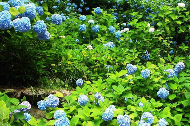 繡球花冬天會死嗎