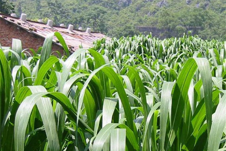 高丹草冬天會(huì)生長(zhǎng)嗎