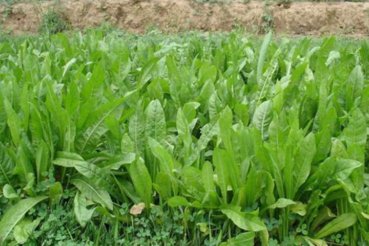 菊苣冬天能種嗎,菊苣種植時間