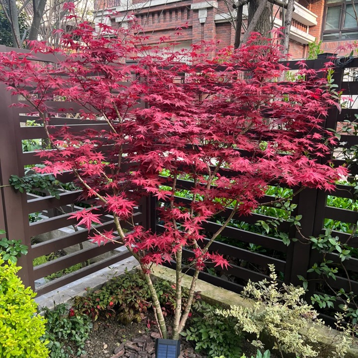日本紅楓樹的特點(diǎn)是什么