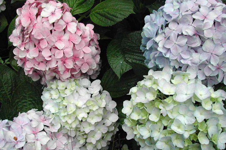 繡球花冬天可以種嗎？