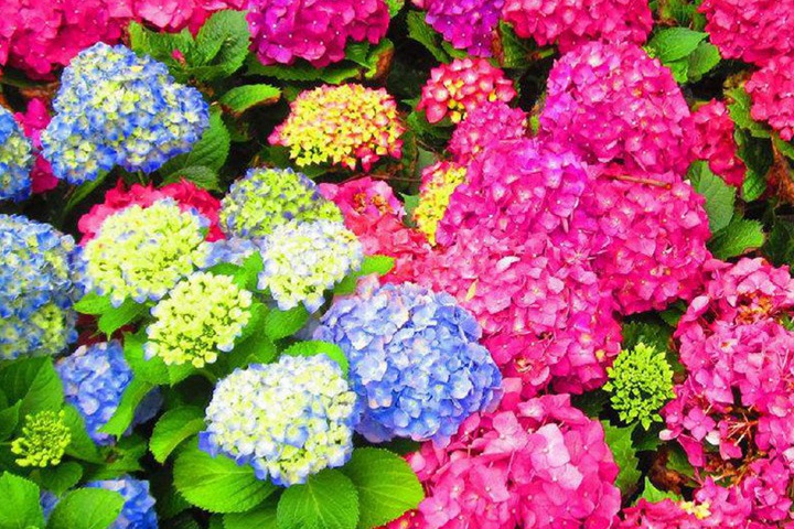繡球花冬天可以種嗎？