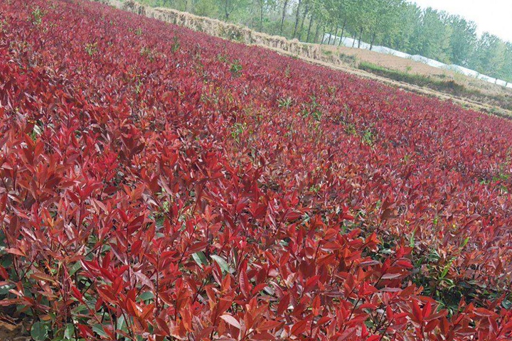 紅葉石楠冬天會(huì)落葉嗎？