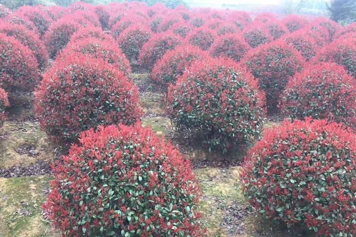 紅葉石楠冬天會(huì)落葉嗎？