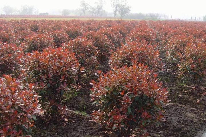 紅葉石楠冬天會(huì)落葉嗎？
