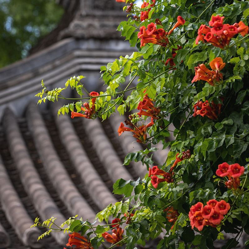 凌霄花在冬天會死嗎？