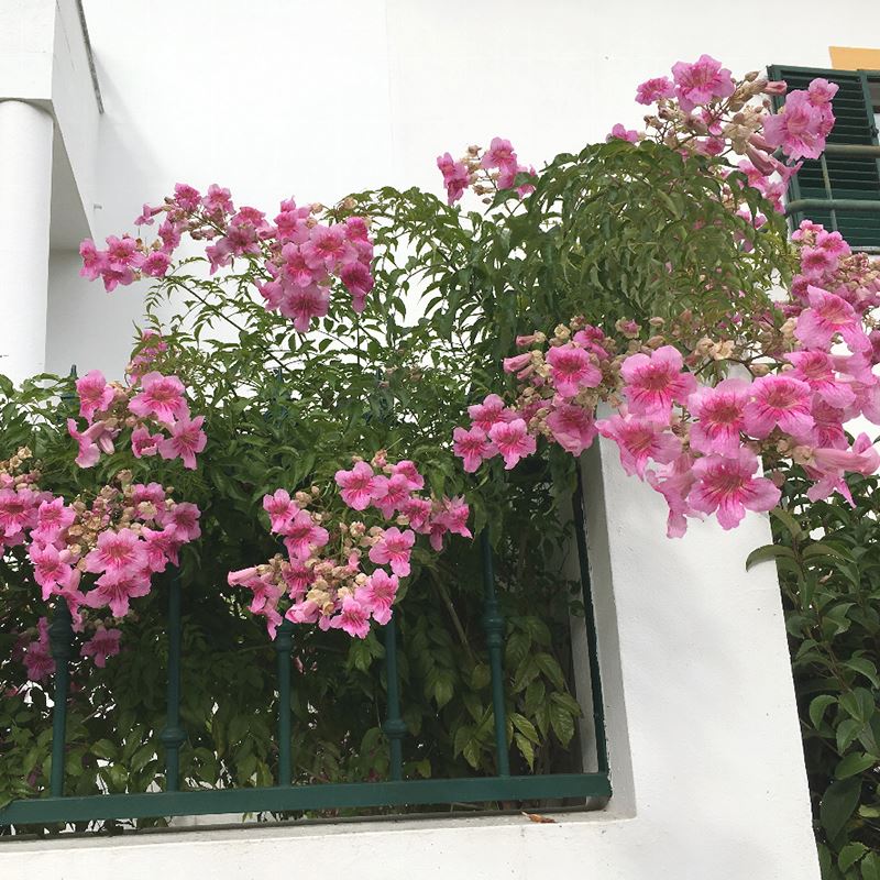 凌霄花在冬天會死嗎？