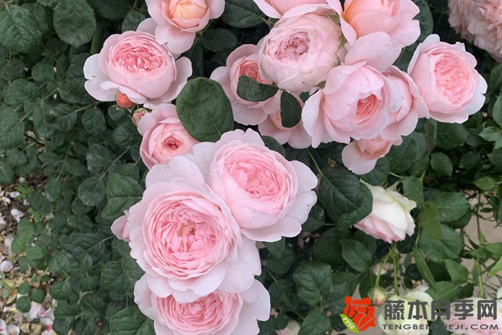 瑞典女王月季適合陽臺種植嗎