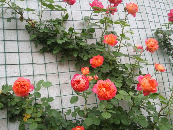 藤寶貝與藤彩虹月季哪個(gè)好