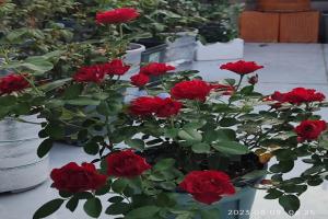 紀念芭芭拉月季的夏花表現