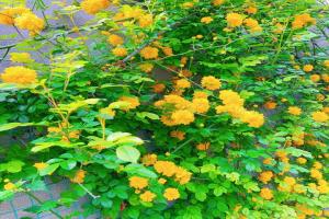棣棠的花語(yǔ)和寓意