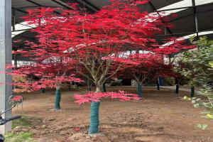 紅楓北方可以種植嗎？
