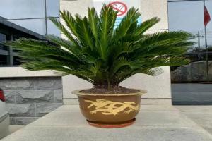 鐵樹(shù)冬季安全過(guò)冬的養(yǎng)護(hù)方法