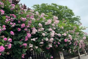 薔薇可以在冬天種植嗎？