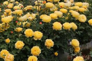 傾慕月季開(kāi)花能開(kāi)多久