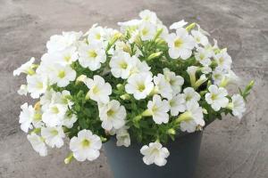 南方冬天開(kāi)花的花卉有哪些？