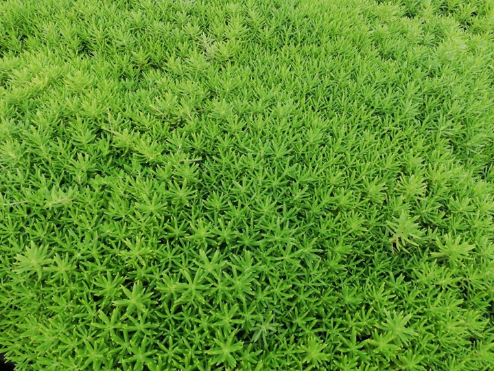 佛甲草籽幾天能發(fā)芽